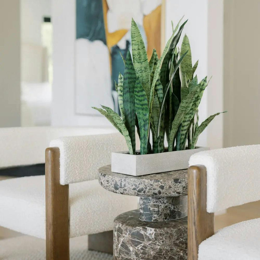 Rectangular Snake Plant Arrangement in Gray Pot