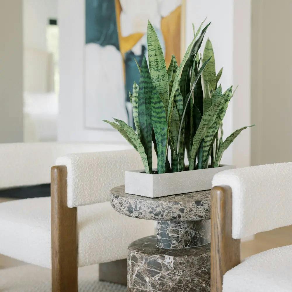 Rectangular Snake Plant Arrangement in Gray Pot