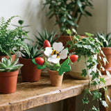 Strawberry Flower Pot