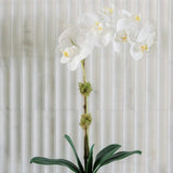 21" White Phalaenopsis Orchid in Textured Pot