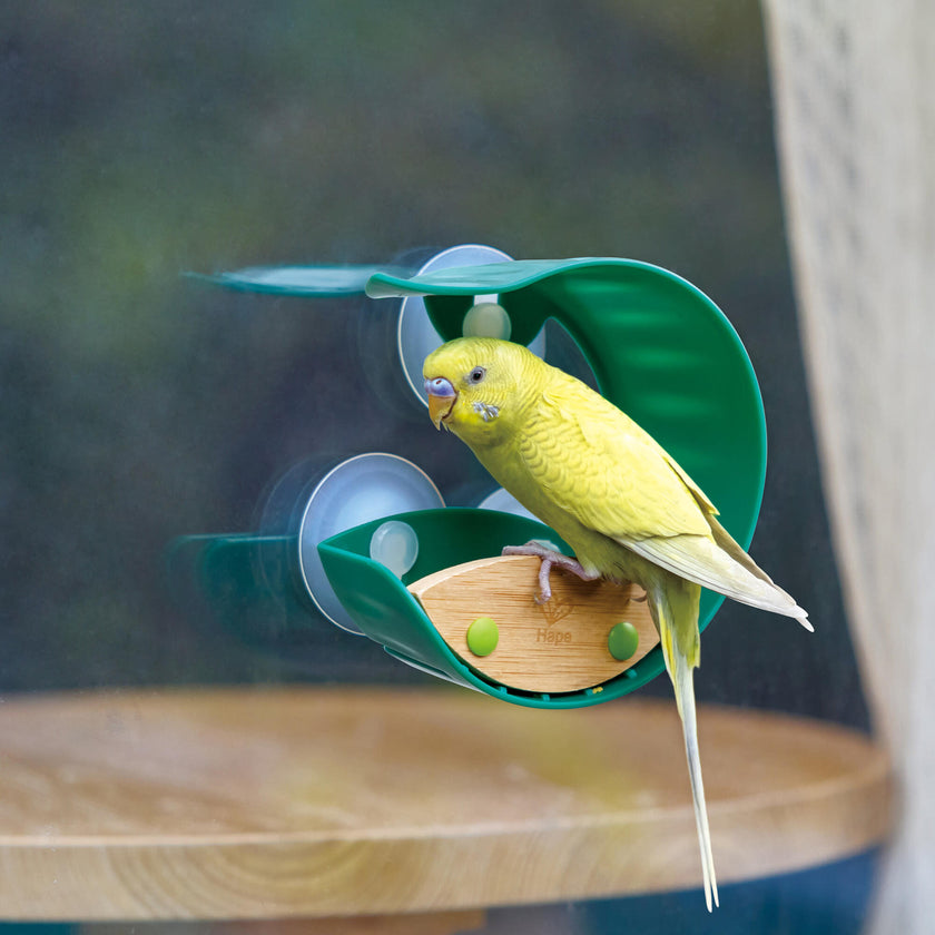 Nature Fun - Window Feeder