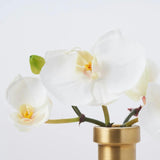 White Orchid Blooms in Rimmed Bottle Vase