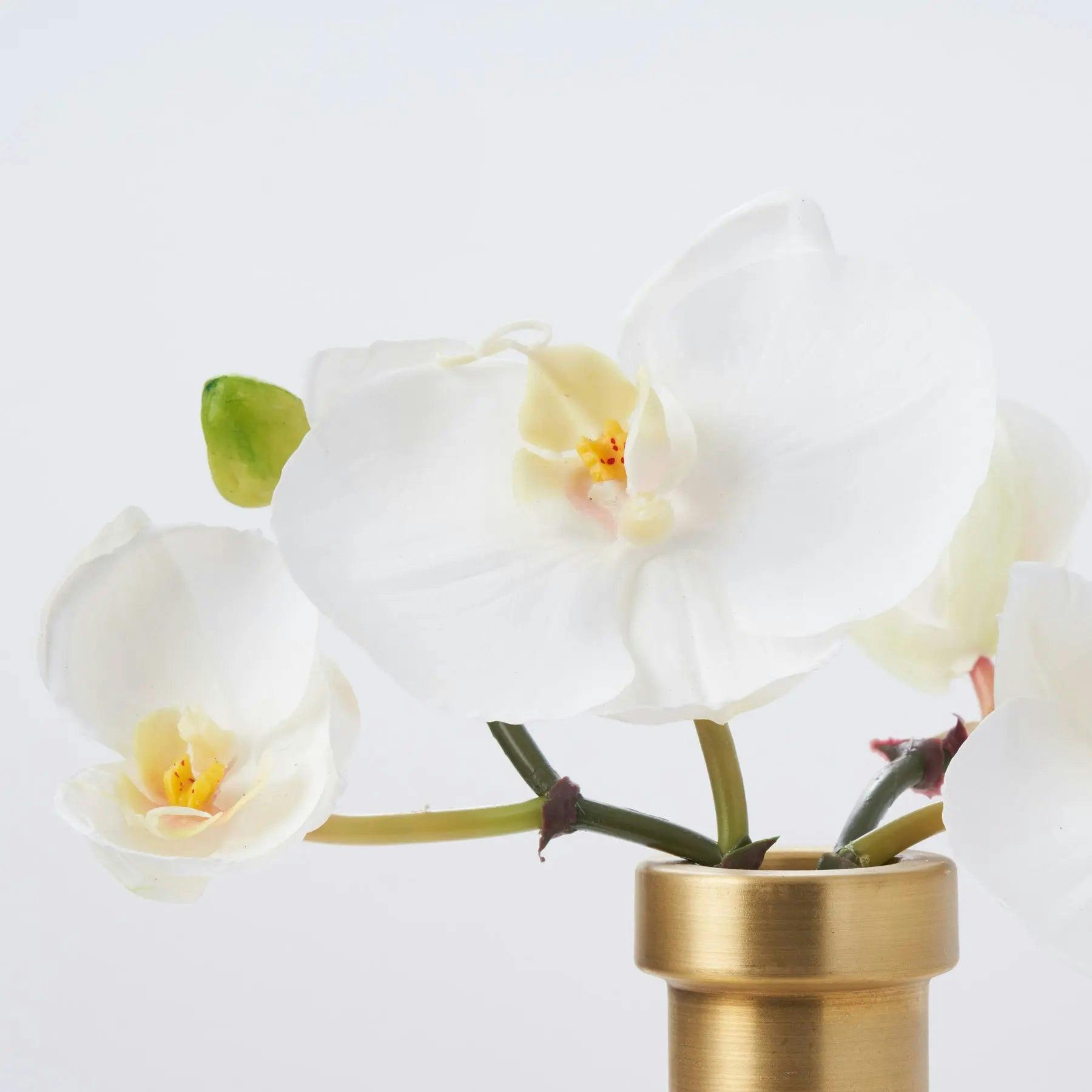 White Orchid Blooms in Rimmed Bottle Vase