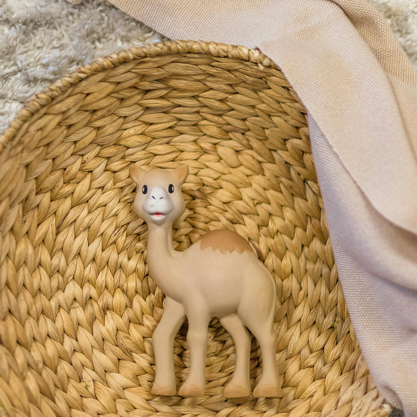 Al'Thir the Camel Teether