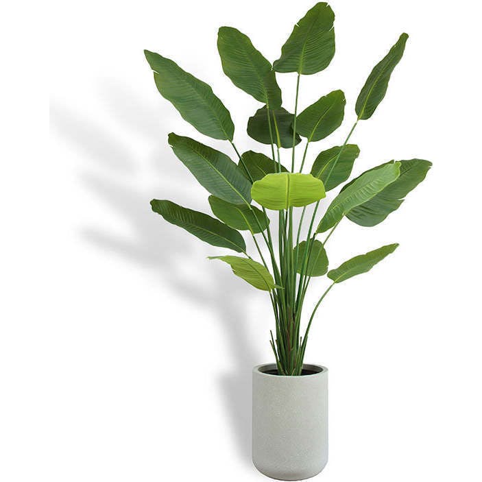 8' Bird of Paradise Tree in Modern Gray Planter