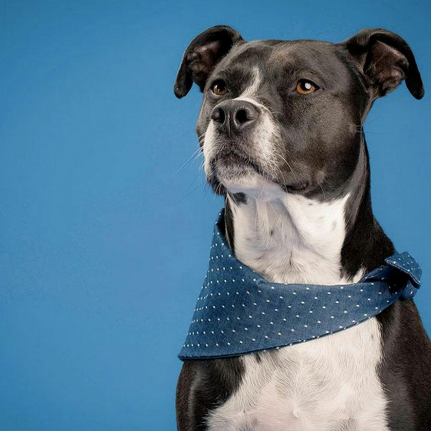 Neckwear, Dots