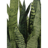 Rectangular Snake Plant Arrangement in Gray Pot