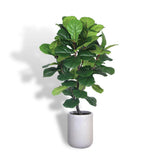 Artificial Fiddle Leaf Fig Tree with Artisan Planter