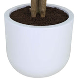 Tree Eucalpytus Pot 4ft