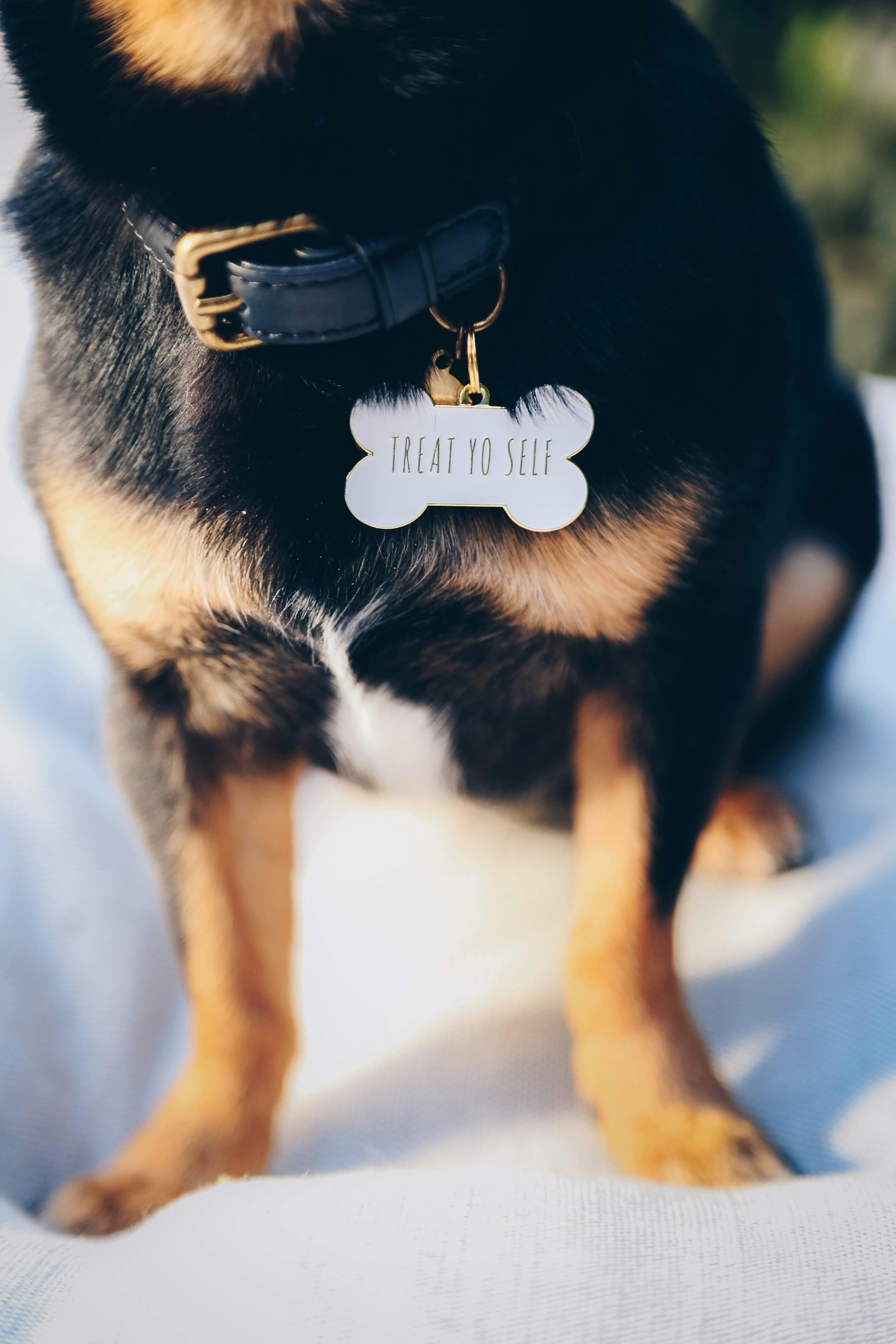 Treat Yo Self Pet ID Tag