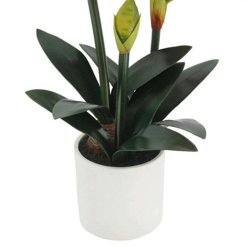 24" Red Amaryllis Arrangement in Pot