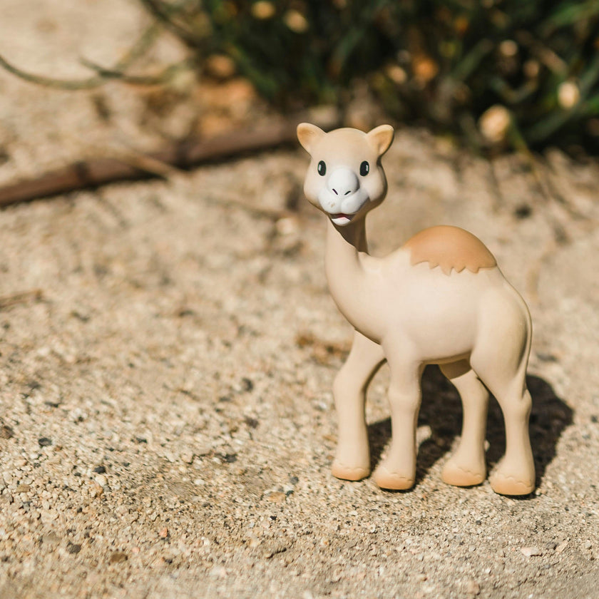 Al'Thir the Camel Teether