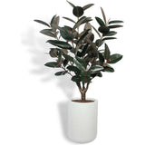 5' Rubber Ficus Tree in Modern Planter