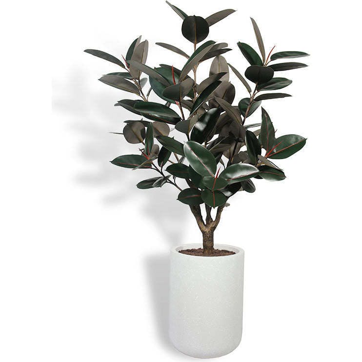 5' Rubber Ficus Tree in Modern Planter