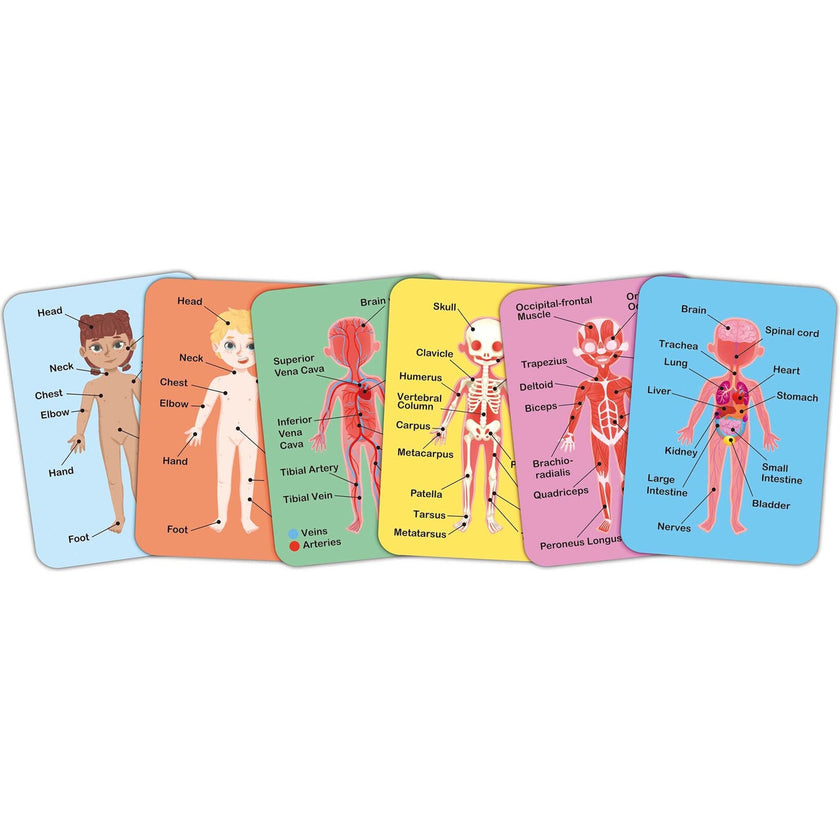 Hape: Human Body Magnetic Puzzle - 68pc