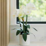 24" White Amaryllis Arrangement in Pot