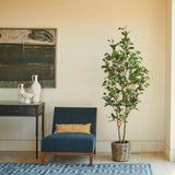 7' Citrus Lemon Tree