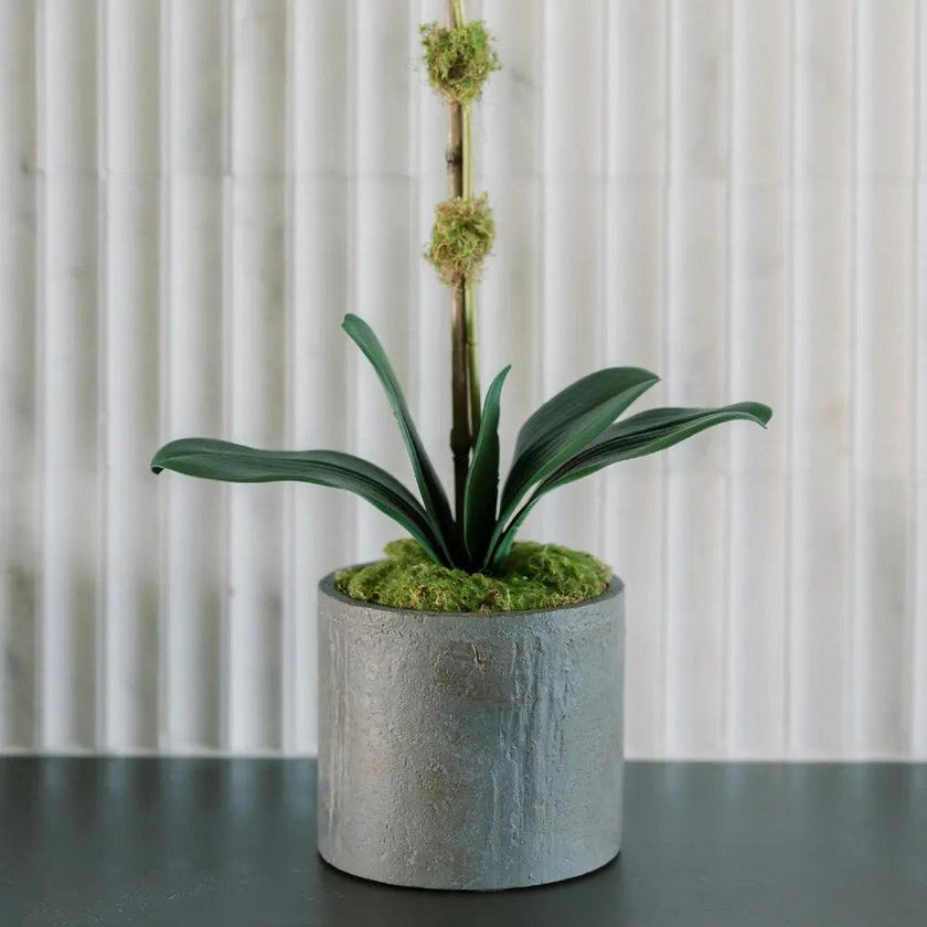 21" White Phalaenopsis Orchid in Textured Pot