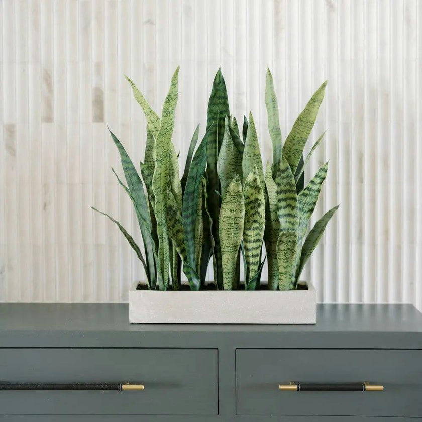 Rectangular Snake Plant Arrangement in Gray Pot