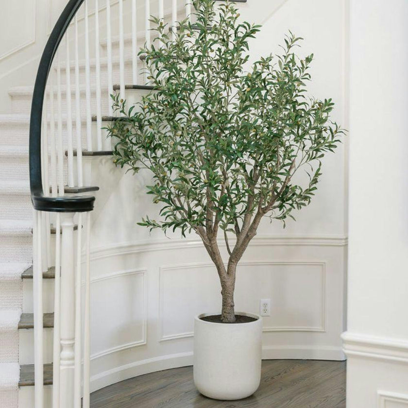 8' Olive Tree Potted in White Stone Pot