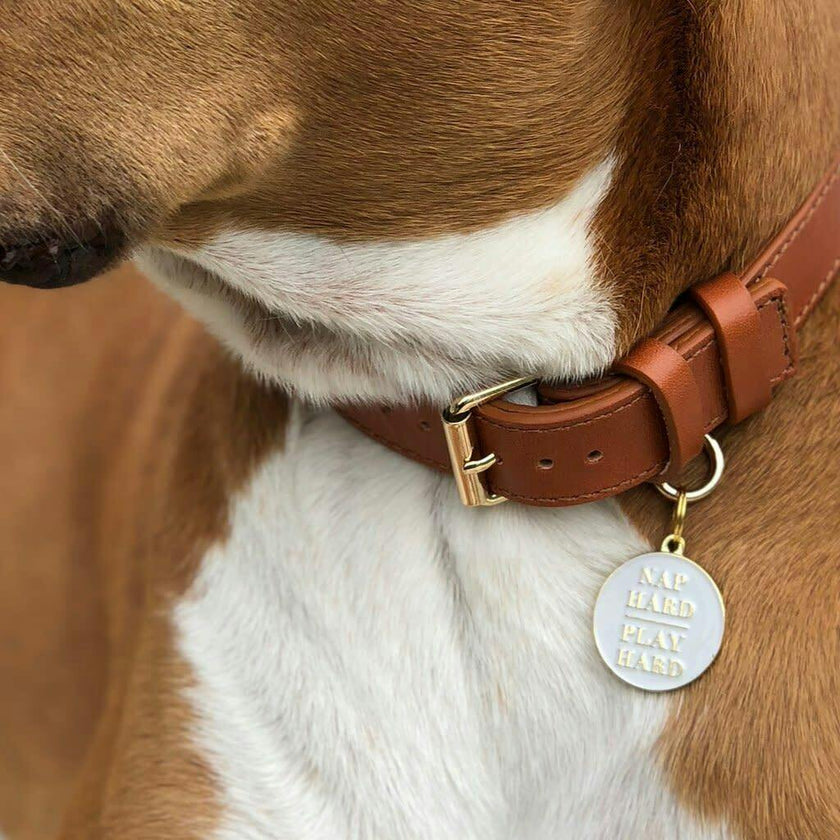Nap Hard Play Hard Pet ID Tag