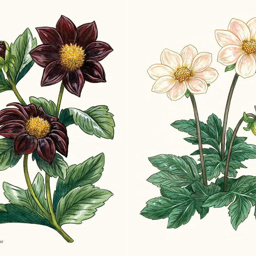 Little Book of Dahlias
