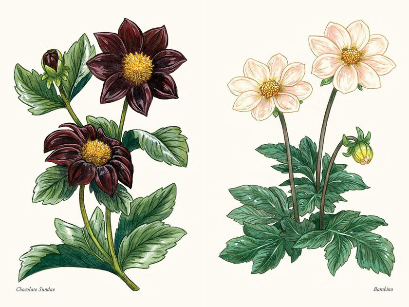Little Book of Dahlias