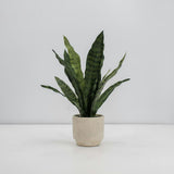 16" Faux Snake Plant & Fern Set