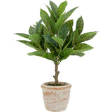 10" Eucalyptus & 16" Citrus Topiary Set