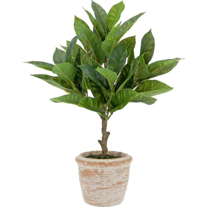10" Eucalyptus & 16" Citrus Topiary Set